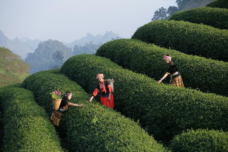 Elves & Dwarves