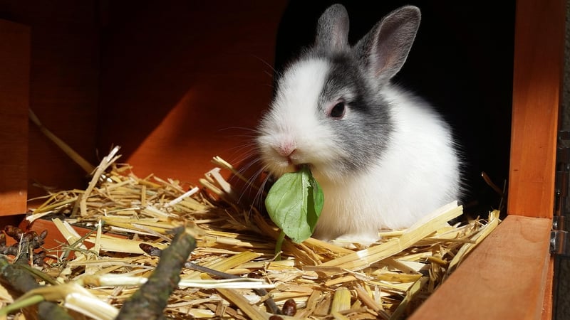 Dwarf
