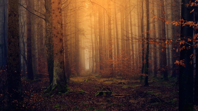 Elven Forest